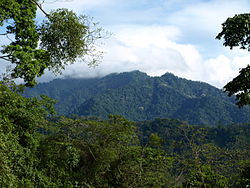 Bosque de Honduras