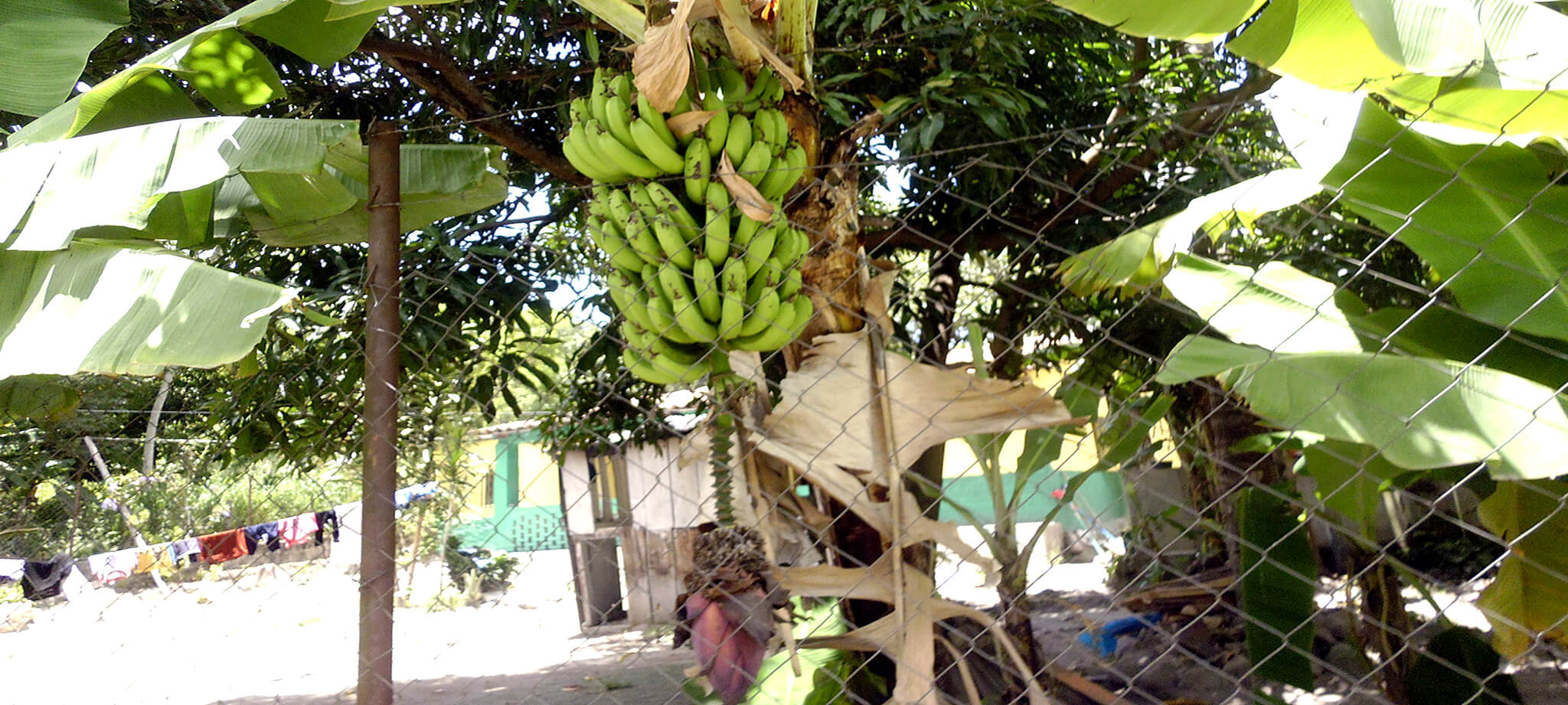 Racimo de bananos