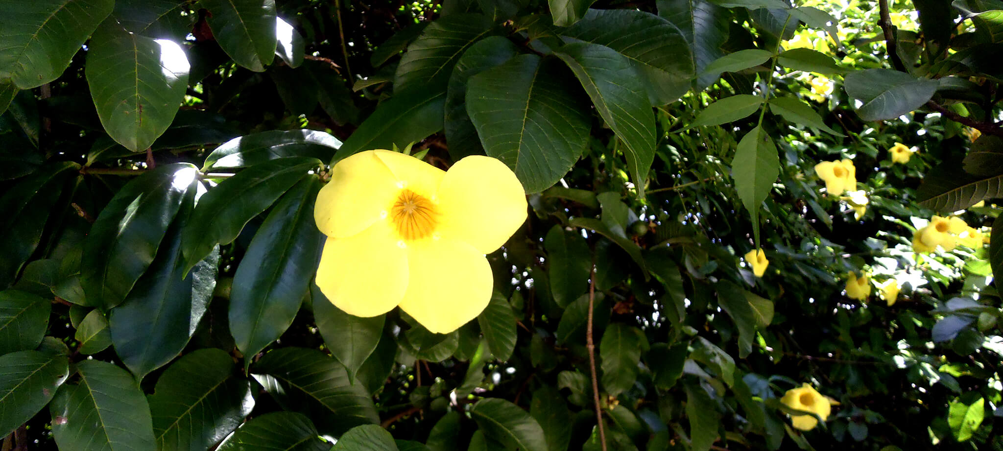 Fragancia de las flores